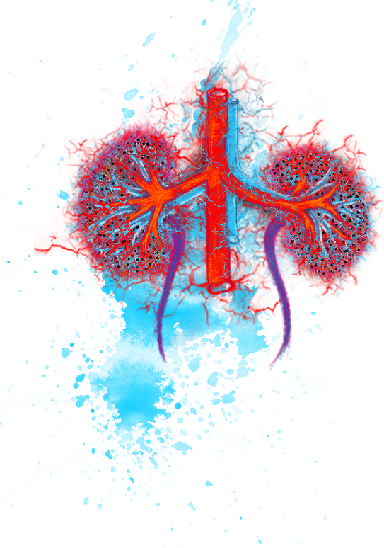 Representación artística del sistema vascular