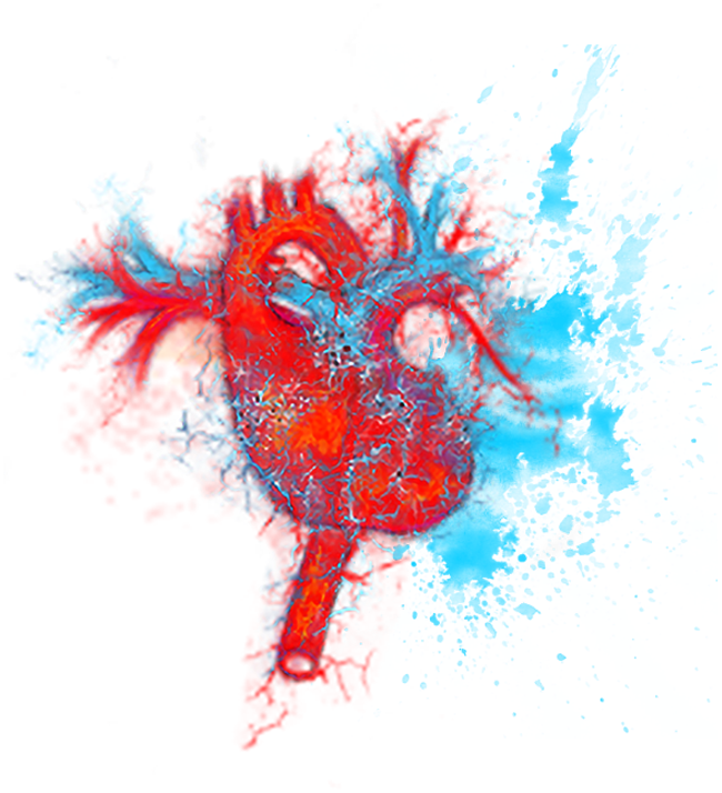 Representación artística del corazón