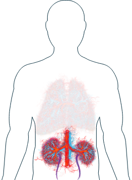 Abbildung der Nieren