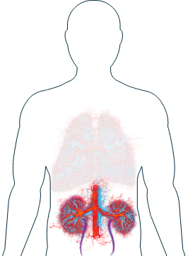 Kidneys Image