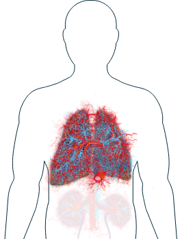 Illustration des poumons