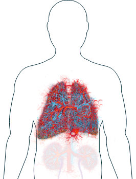 Ilustración de los pulmones