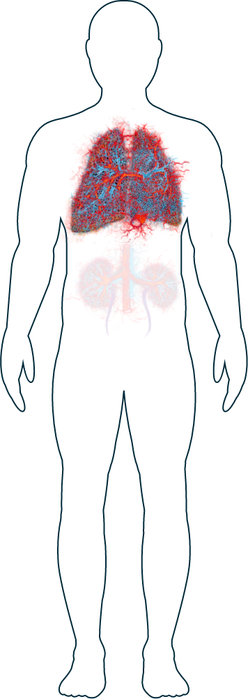 Ilustración de los pulmones
