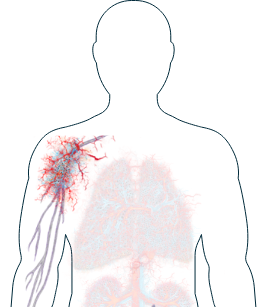 Illustration du système nerveux