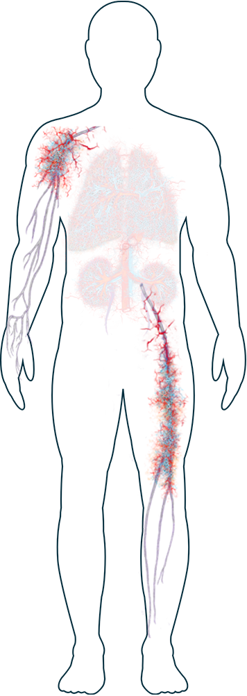 Ilustración del sistema nervioso