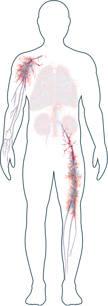 Nerves Image