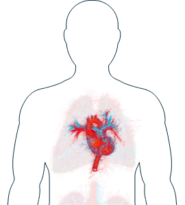 Illustrazione del cuore