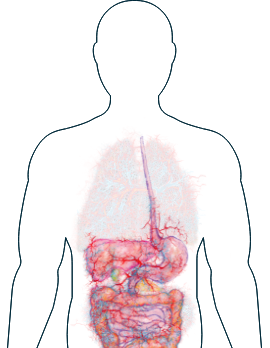 Illustration du système digestif