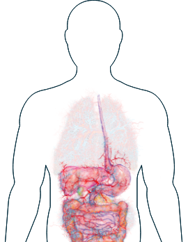 Digestive System Image