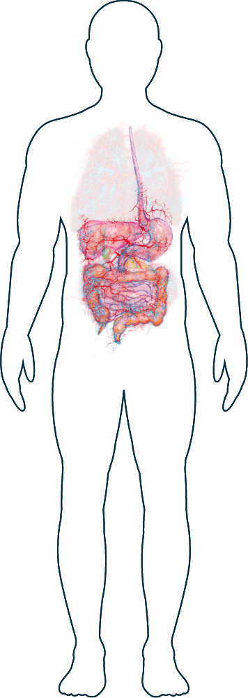 Ilustración del aparato digestivo