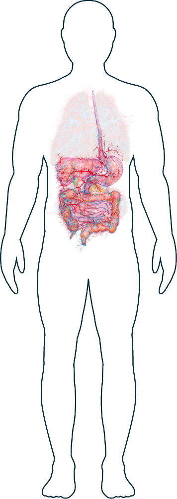 Digestive System Image